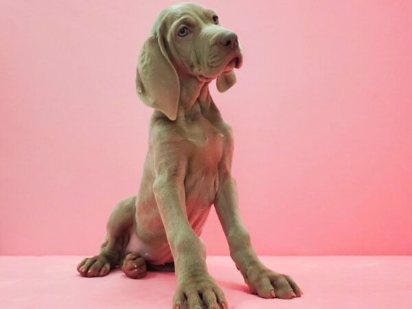 Weimaraner-DOG-Female-Silver Grey-21611-Petland Scottsdale, Arizona