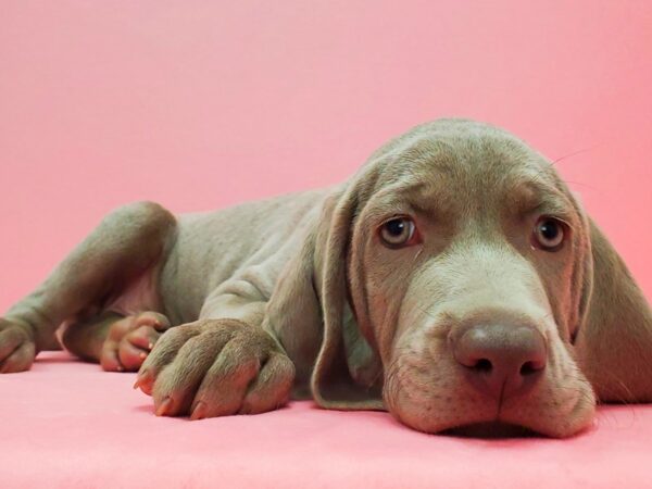 Weimaraner-DOG-Male-Silver Grey-21610-Petland Scottsdale, Arizona