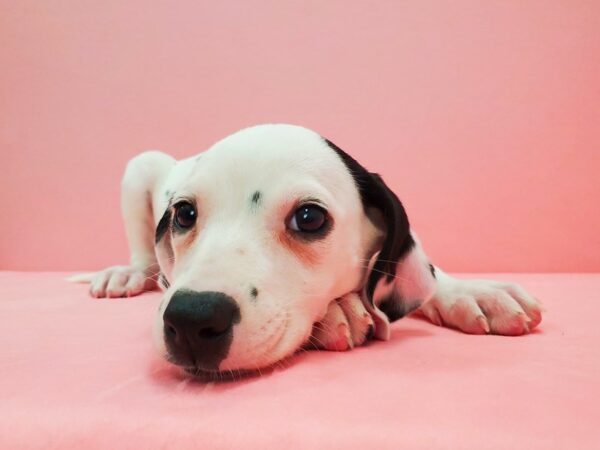 Dalmatian-DOG-Female-White and Black-21617-Petland Scottsdale, Arizona