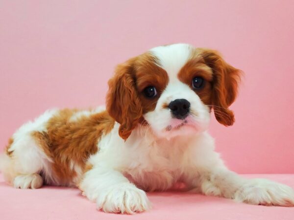 Cavalier King Charles Spaniel-DOG-Male-Blenheim-21619-Petland Scottsdale, Arizona