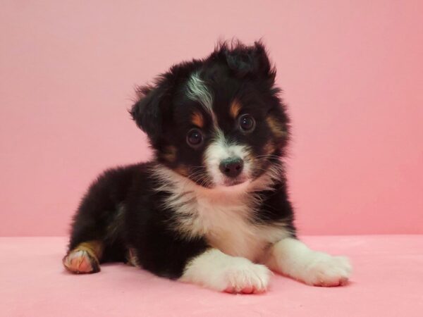 Miniature Australian Shepherd-DOG-Female-Black White and Brown-21615-Petland Scottsdale, Arizona
