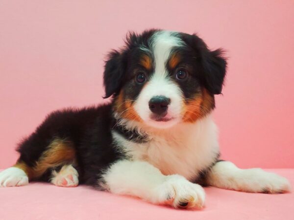 Miniature Australian Shepherd-DOG-Male-Black White and Brown-21616-Petland Scottsdale, Arizona