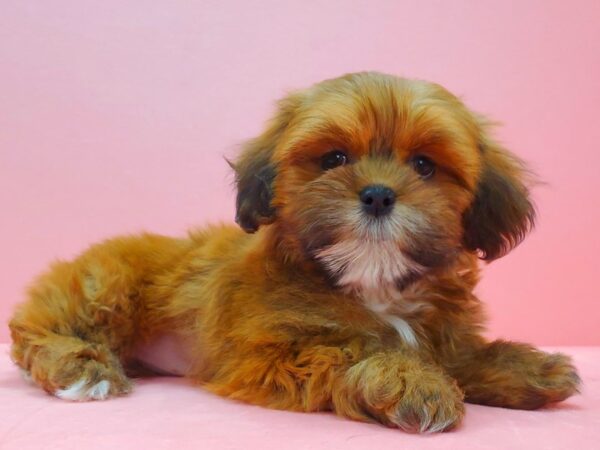 Lhasa Apso-DOG-Female-Red Gold-21605-Petland Scottsdale, Arizona