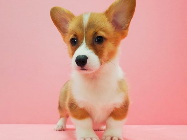 Pembroke Welsh Corgi-DOG-Male-Red-21606-Petland Scottsdale, Arizona