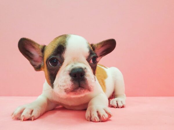 French Bulldog-DOG-Female-Fawn and White-21618-Petland Scottsdale, Arizona