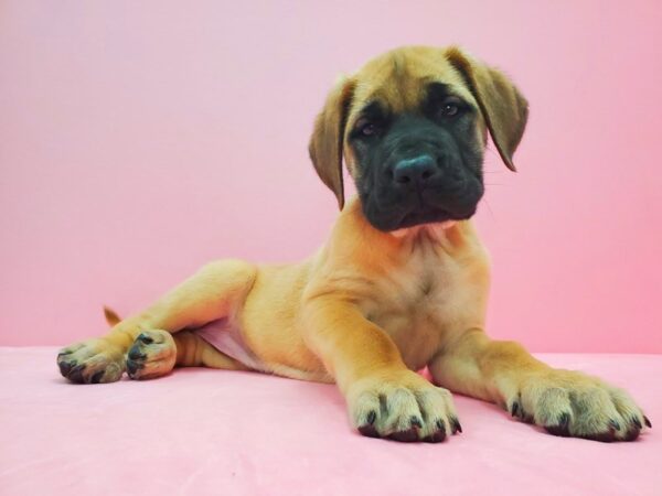 English Mastiff-DOG-Female-Apricot-21614-Petland Scottsdale, Arizona