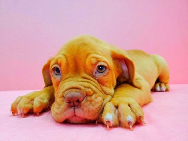 Dogue De Bordeaux-DOG-Male-Red-21613-Petland Scottsdale, Arizona
