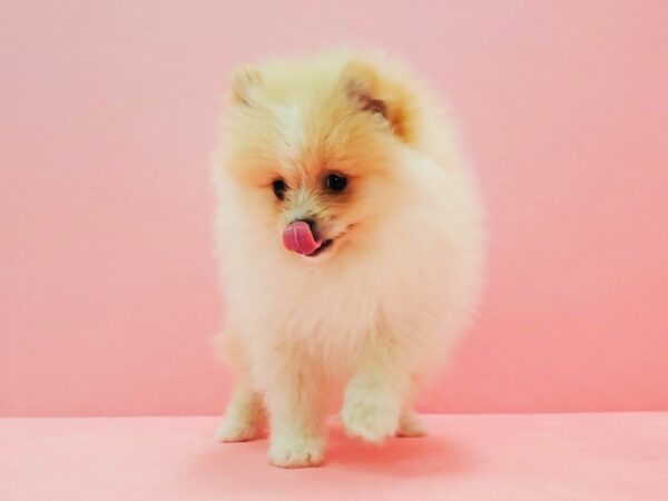 Pomeranian-DOG-Male-Cream-21607-Petland Scottsdale, Arizona