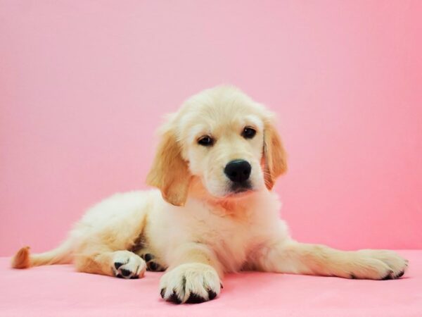 Golden Retriever-DOG-Female-Golden-21630-Petland Scottsdale, Arizona