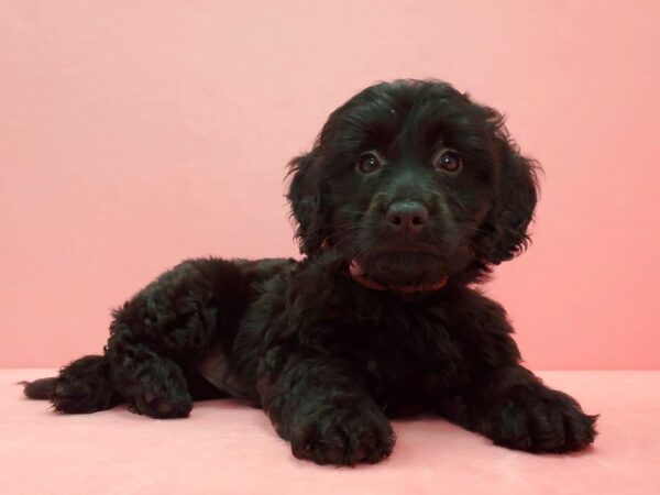 Mini Goldendoodle-DOG-Female-Black-21603-Petland Scottsdale, Arizona