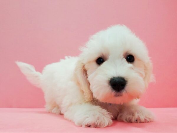 Bichon Frise-DOG-Male-White-21620-Petland Scottsdale, Arizona