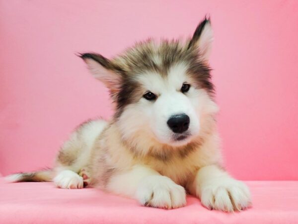Alaskan Malamute-DOG-Female-Sable / White-21621-Petland Scottsdale, Arizona