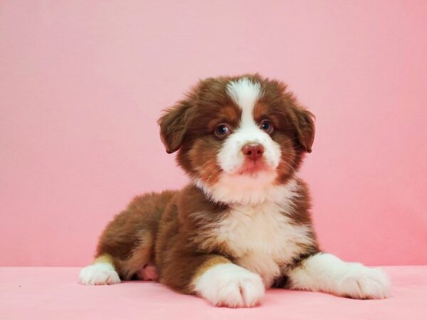 Australian Shepherd-DOG-Male-Chocolate-21622-Petland Scottsdale, Arizona
