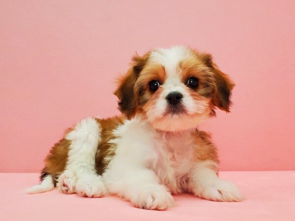 Bichon Frise/Cavalier King Charles Spaniel-DOG-Male-White and Apricot-21604-Petland Scottsdale, Arizona