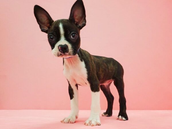 Boston Terrier-DOG-Male-Brindle-21623-Petland Scottsdale, Arizona