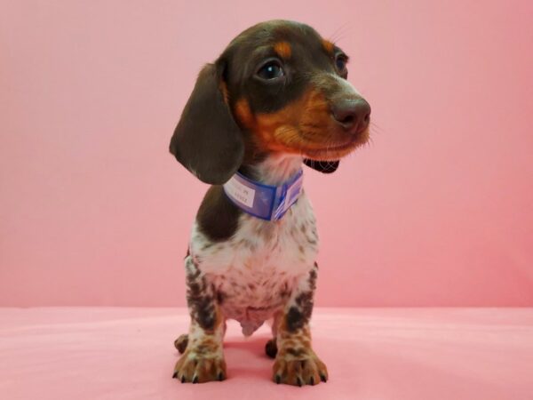 Dachshund-DOG-Male-Chocolate / Tan-21624-Petland Scottsdale, Arizona