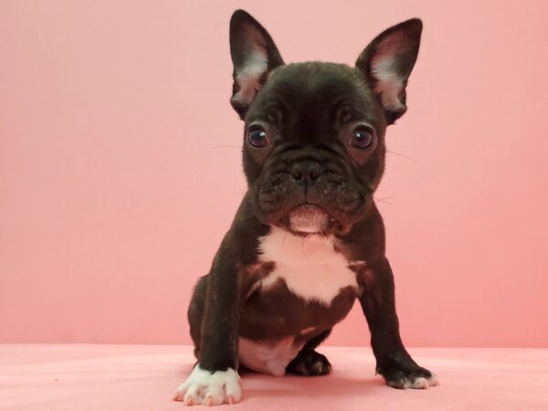 French Bulldog-DOG-Male-Brindle / White-21625-Petland Scottsdale, Arizona