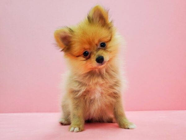 Pomeranian-DOG-Female-Orange-21628-Petland Scottsdale, Arizona