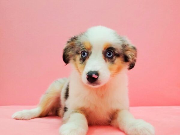 Miniature Australian Shepherd-DOG-Female-Blue Merle White and Tan-21636-Petland Scottsdale, Arizona