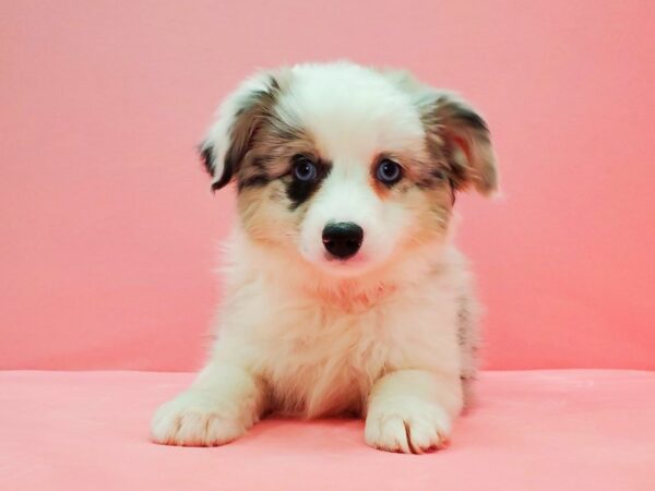 Toy Australian Shepherd-DOG-Female-Blue Merle White and Tan-21637-Petland Scottsdale, Arizona