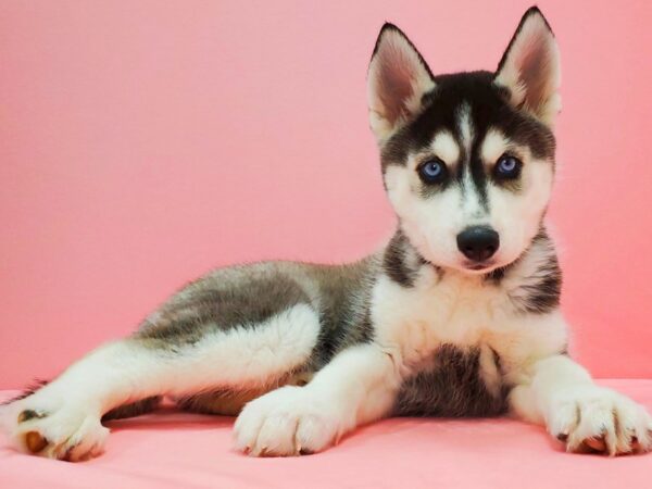 Siberian Husky-DOG-Male-Black Grey and White-21635-Petland Scottsdale, Arizona