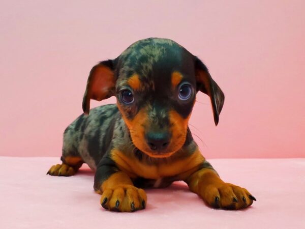Chihuahua/Dachshund-DOG-Male-Black / Tan-21633-Petland Scottsdale, Arizona