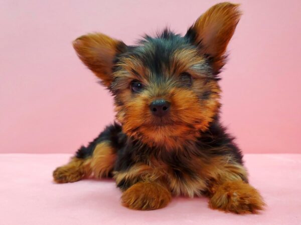 Yorkshire Terrier-DOG-Female-Black / Tan-21631-Petland Scottsdale, Arizona