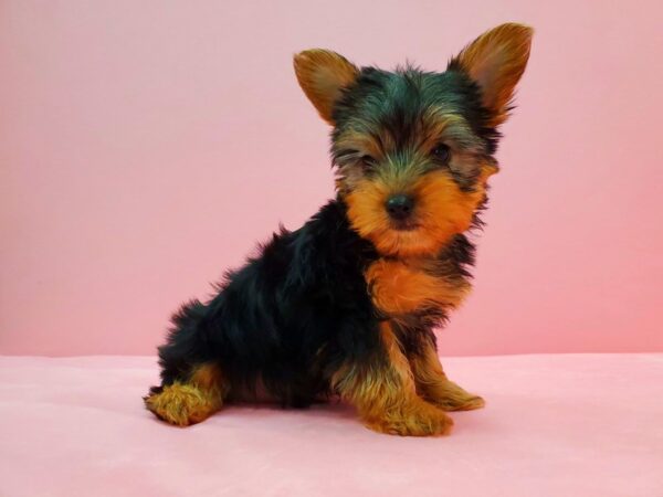 Yorkshire Terrier-DOG-Male-Black / Tan-21632-Petland Scottsdale, Arizona