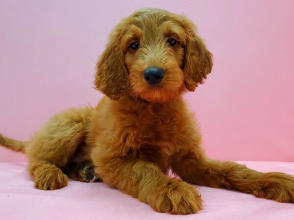 F1B Goldendoodle-DOG-Female-Golden-21640-Petland Scottsdale, Arizona