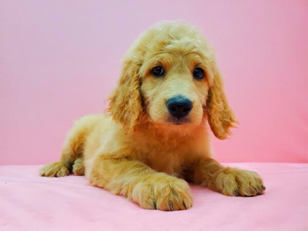 F1B Goldendoodle-DOG-Female-Golden-21641-Petland Scottsdale, Arizona