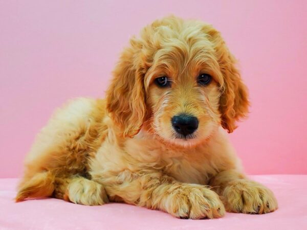 F1B Goldendoodle-DOG-Female-Golden-21642-Petland Scottsdale, Arizona