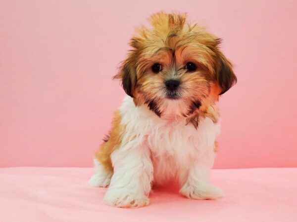 Maltese/Shih Tzu-DOG-Female-White / Gold-21634-Petland Scottsdale, Arizona
