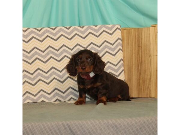 Dachshund-DOG-Female-Chocolate / Tan-21646-Petland Scottsdale, Arizona