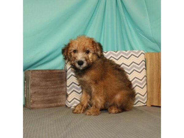 Soft Coated Wheaten Terrier-DOG-Female-Wheaten-21650-Petland Scottsdale, Arizona