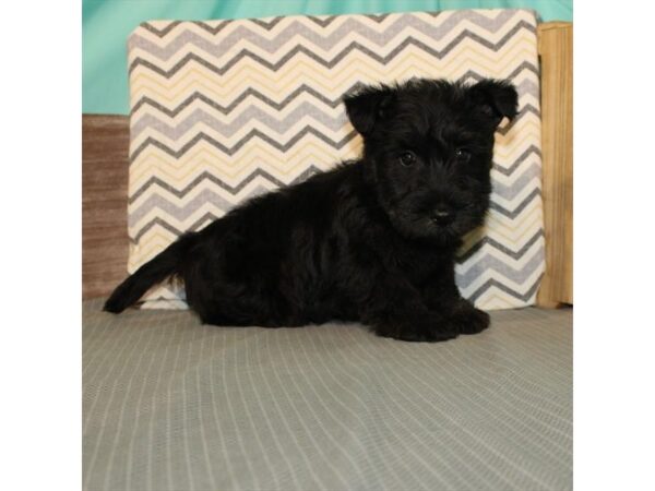 Scottish Terrier-DOG-Female-Black-21648-Petland Scottsdale, Arizona
