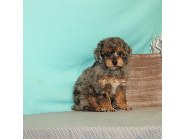 Poodle-DOG-Male-Blue Merle / Tan-21647-Petland Scottsdale, Arizona