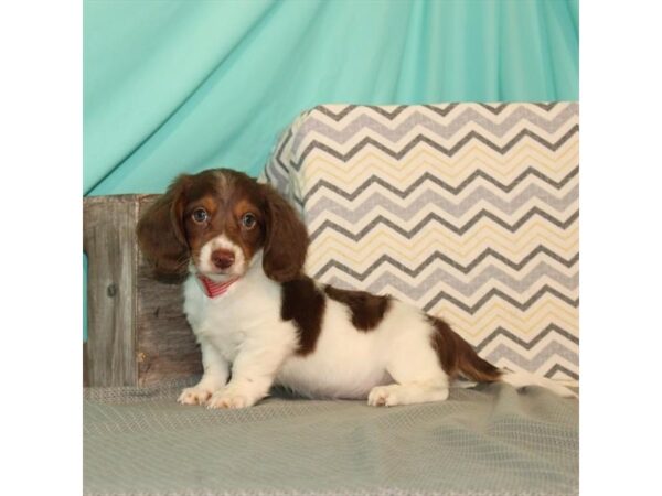 Dachshund-DOG-Male-Chocolate / Tan-21645-Petland Scottsdale, Arizona