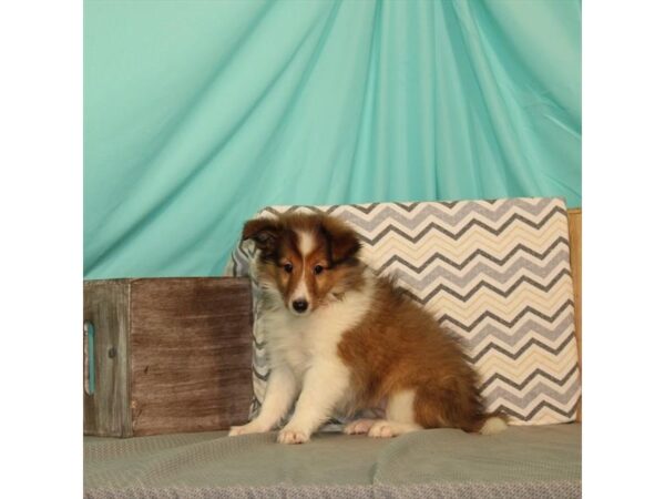 Shetland Sheepdog-DOG-Female-Sable / White-21649-Petland Scottsdale, Arizona