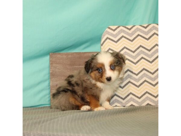 Miniature Australian Shepherd/Toy Australian Shepherd-DOG-Male-Blue Merle-21643-Petland Scottsdale, Arizona