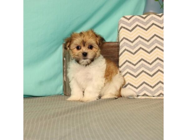 Maltese/Shih Tzu-DOG-Female-White / Gold-21651-Petland Scottsdale, Arizona