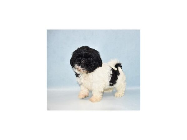 Havanese-DOG-Female-Black and White-21662-Petland Scottsdale, Arizona