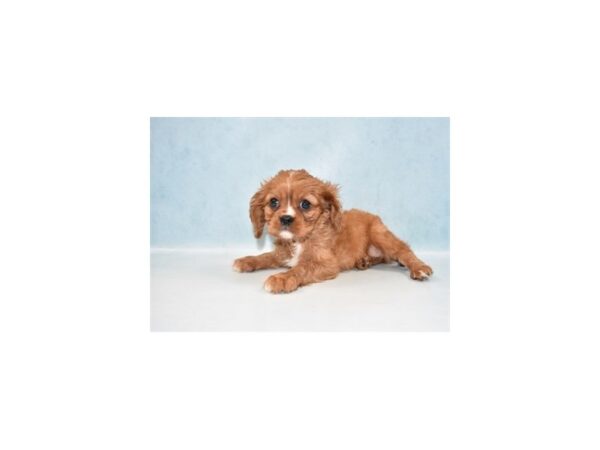 Cavalier King Charles Spaniel-DOG-Female-Ruby-21663-Petland Scottsdale, Arizona