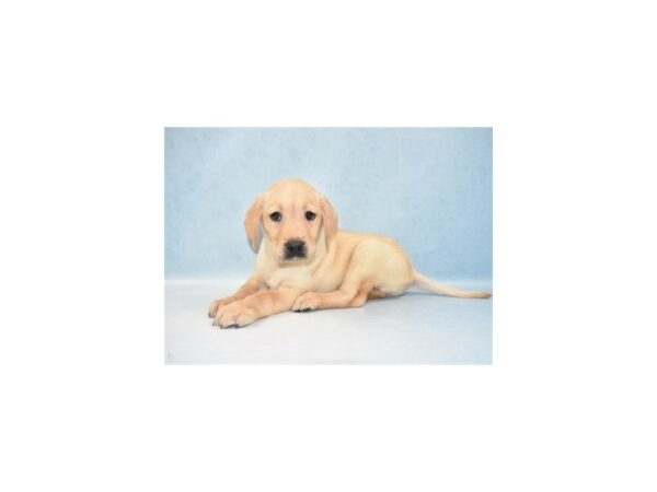 Labrador Retriever-DOG-Male-Yellow-21659-Petland Scottsdale, Arizona