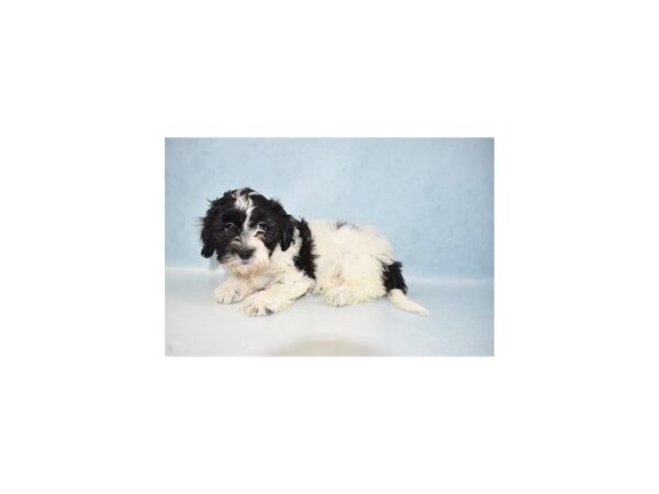 Bichon Frise/Shih Tzu-DOG-Female-Black and White-21657-Petland Scottsdale, Arizona