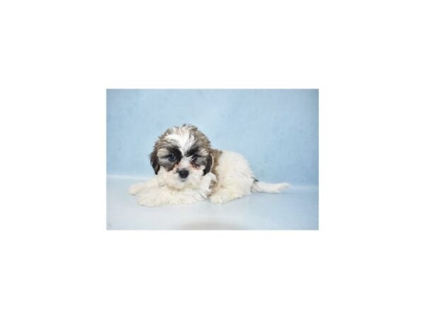 Bichon Frise/Shih Tzu-DOG-Male-Gold and White-21658-Petland Scottsdale, Arizona