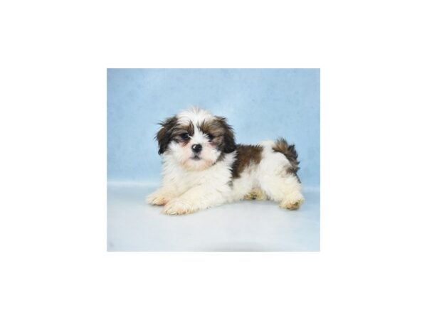 Lhasa Apso-DOG-Male-Golden-21660-Petland Scottsdale, Arizona