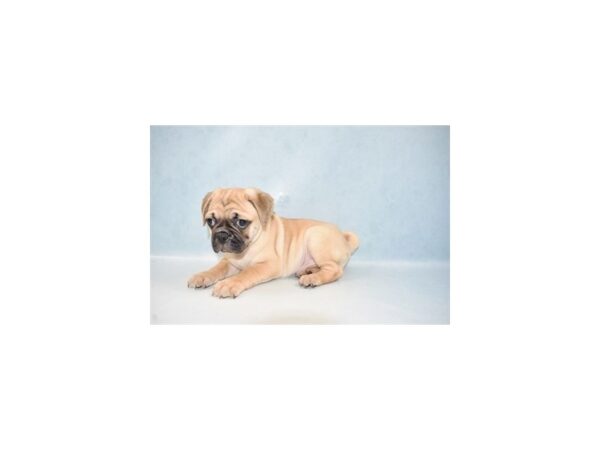 Beagle/Pug-DOG-Male-Fawn-21655-Petland Scottsdale, Arizona
