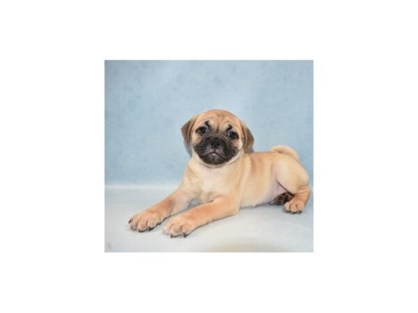 Beagle/Pug-DOG-Male-Fawn-21656-Petland Scottsdale, Arizona