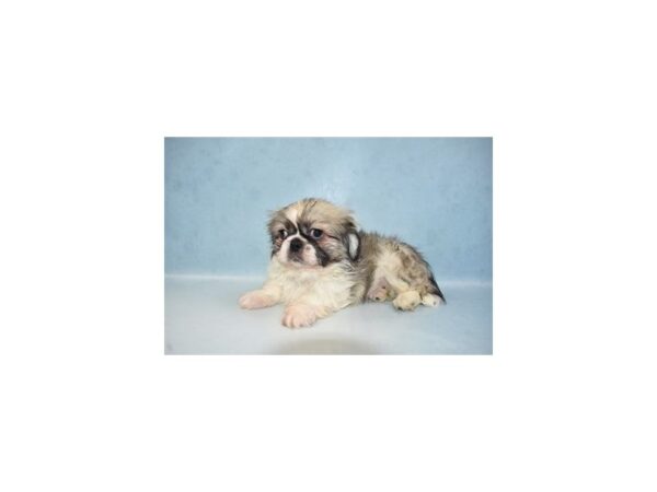 Pekingese-DOG-Male-Fawn Sable-21661-Petland Scottsdale, Arizona