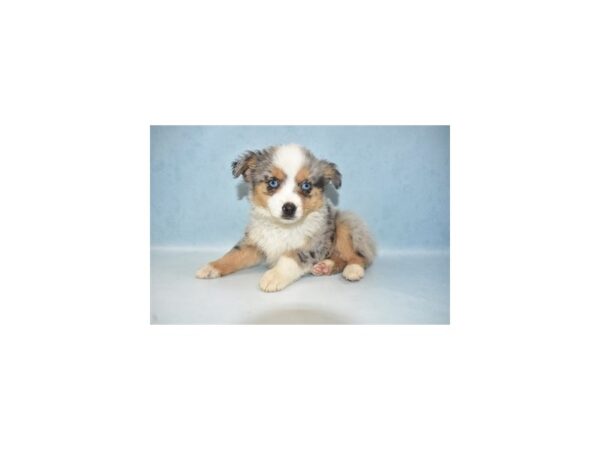 Toy Australian Shepherd-DOG-Female-Blue Merle-21654-Petland Scottsdale, Arizona